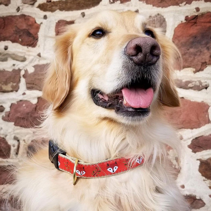 FOXY-DOG-COLLAR-LEASH-HARNESS