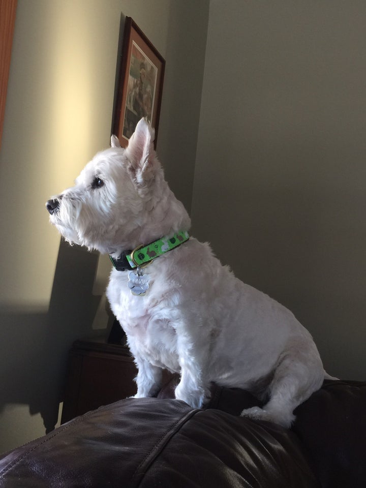 GARDEN-RABBIT-DOG-COLLAR-LEASH-HARNESS