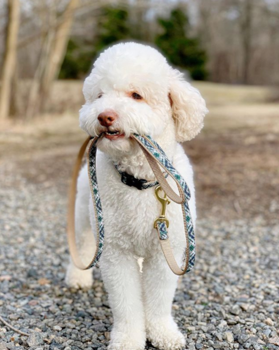 GORDON-PLAID-DOG-COLLAR-LEASH-HARNESS