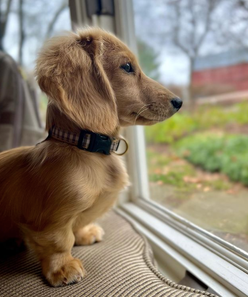 GRAY-BUFFALO-CHECK-DOG-COLLAR