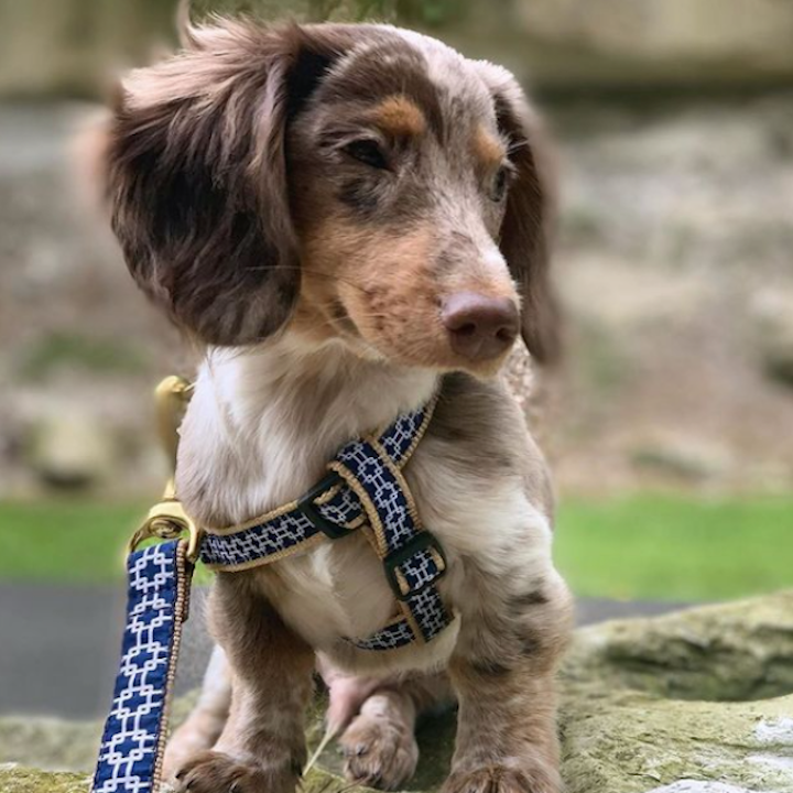 gridlock-dog-leash