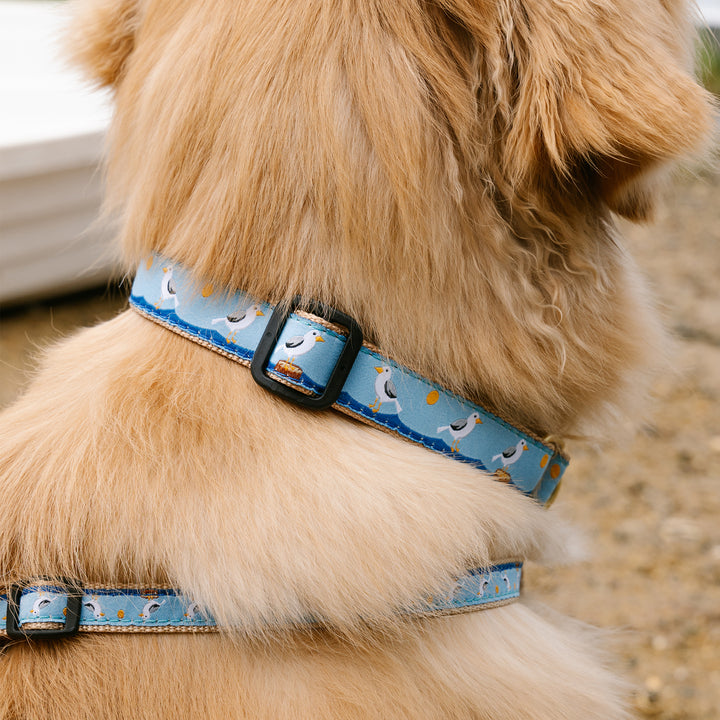 GULL-WATCH-DOG-COLLAR-LEASH-HARNESS