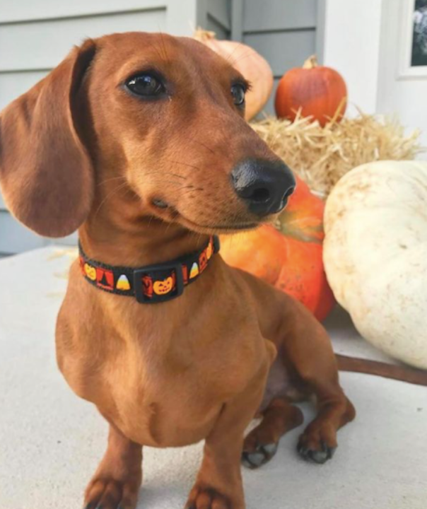 HALLOWEEN-DOG-COLLAR-LEASH-HARNESS