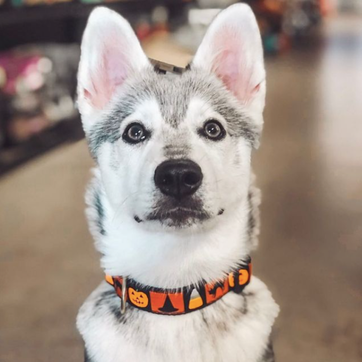 HALLOWEEN-DOG-COLLAR-LEASH-HARNESS