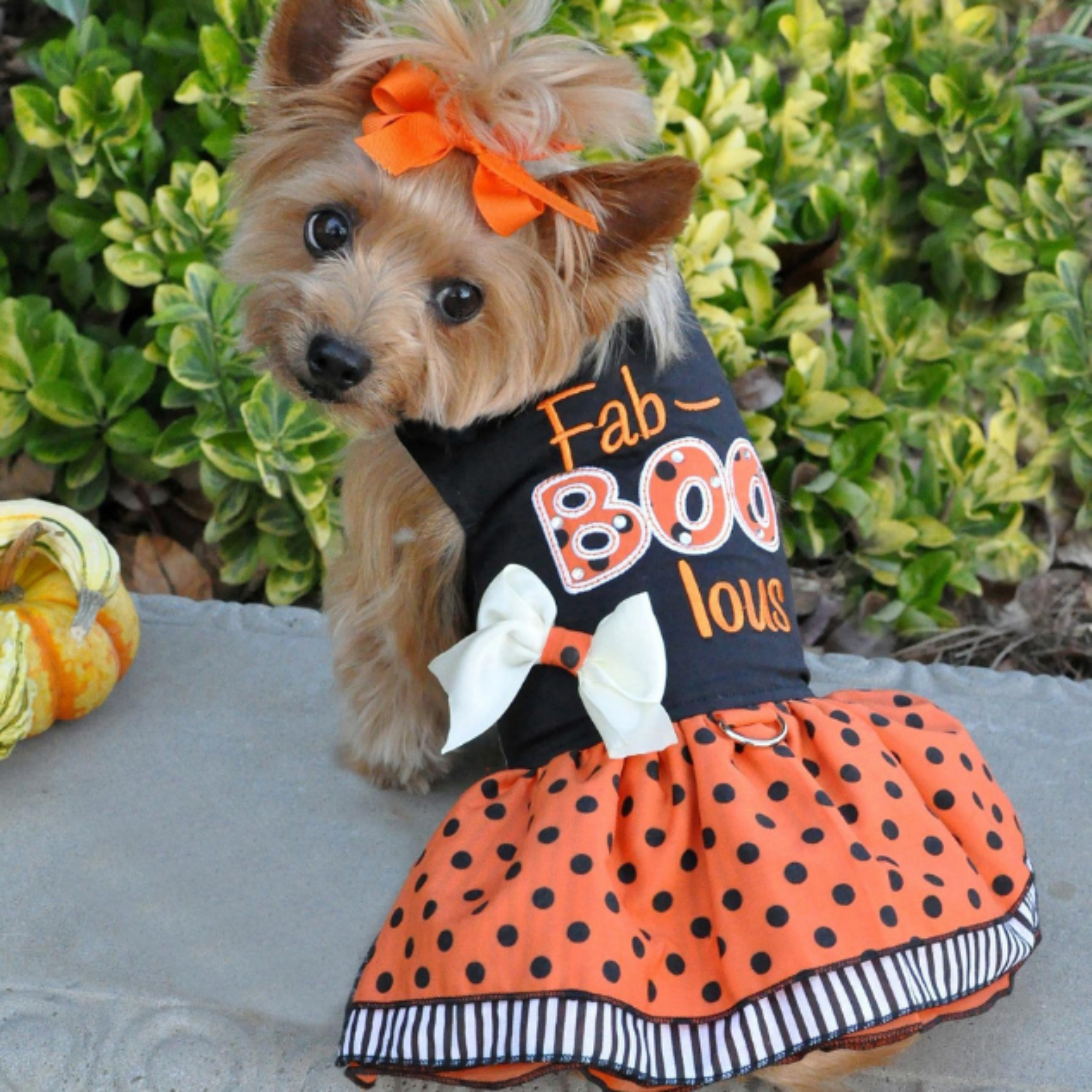 HALLOWEEN-FABOOLOUS-DOG-PARTY-DRESS-BOULDERBARKS