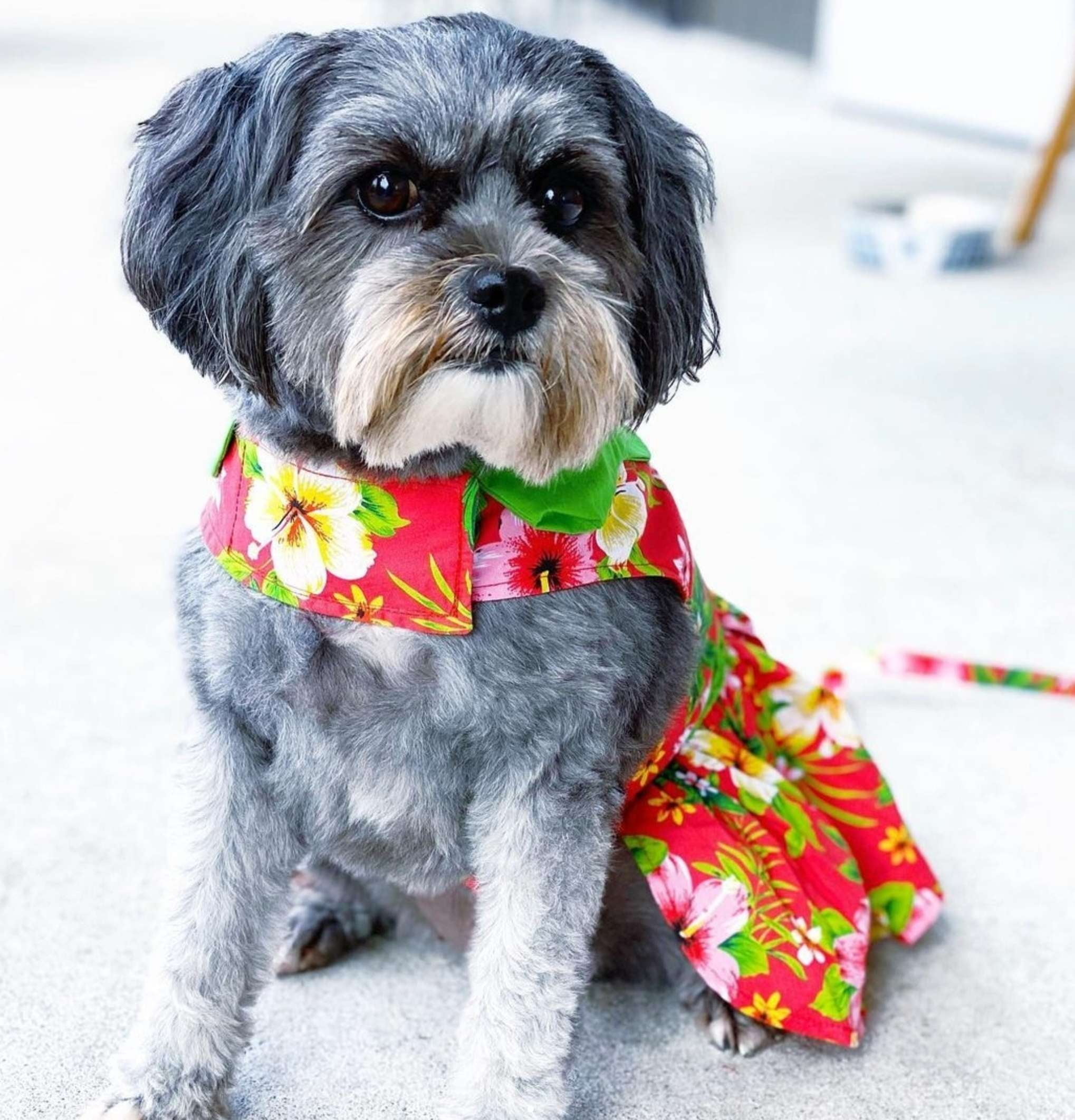 HAWAIIAN-HIBISCUS-DOG-DRESS