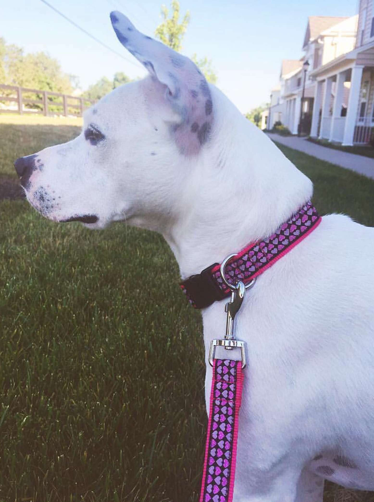 HEARTS-DOG-COLLAR-LEASH