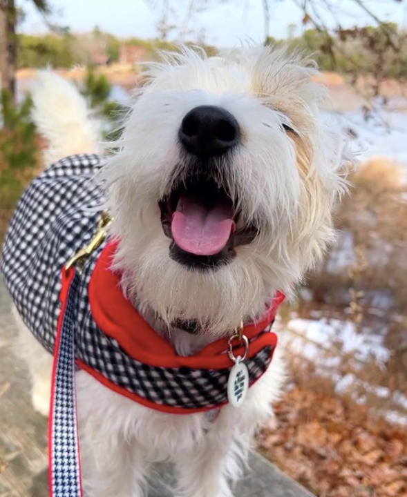 HOUNDSTOOTH-DOG-COLLAR-LEASH-HARNESS