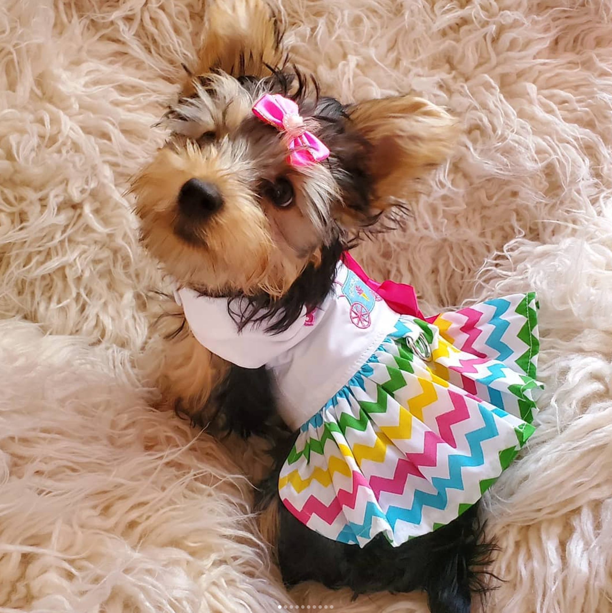 ICE-CREAM-CART-DOG-DRESS