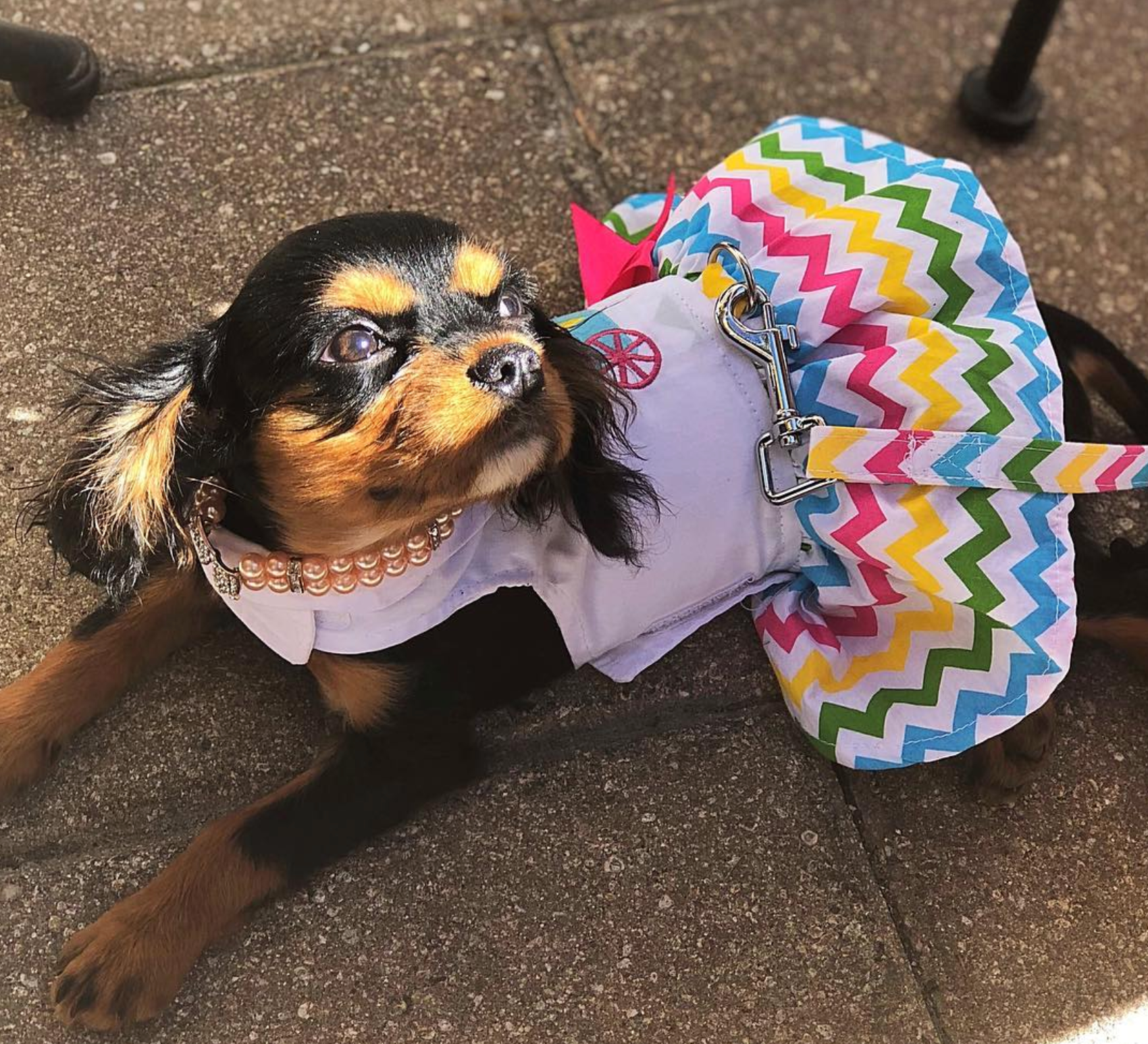 ICE-CREAM-CART-DOG-DRESS