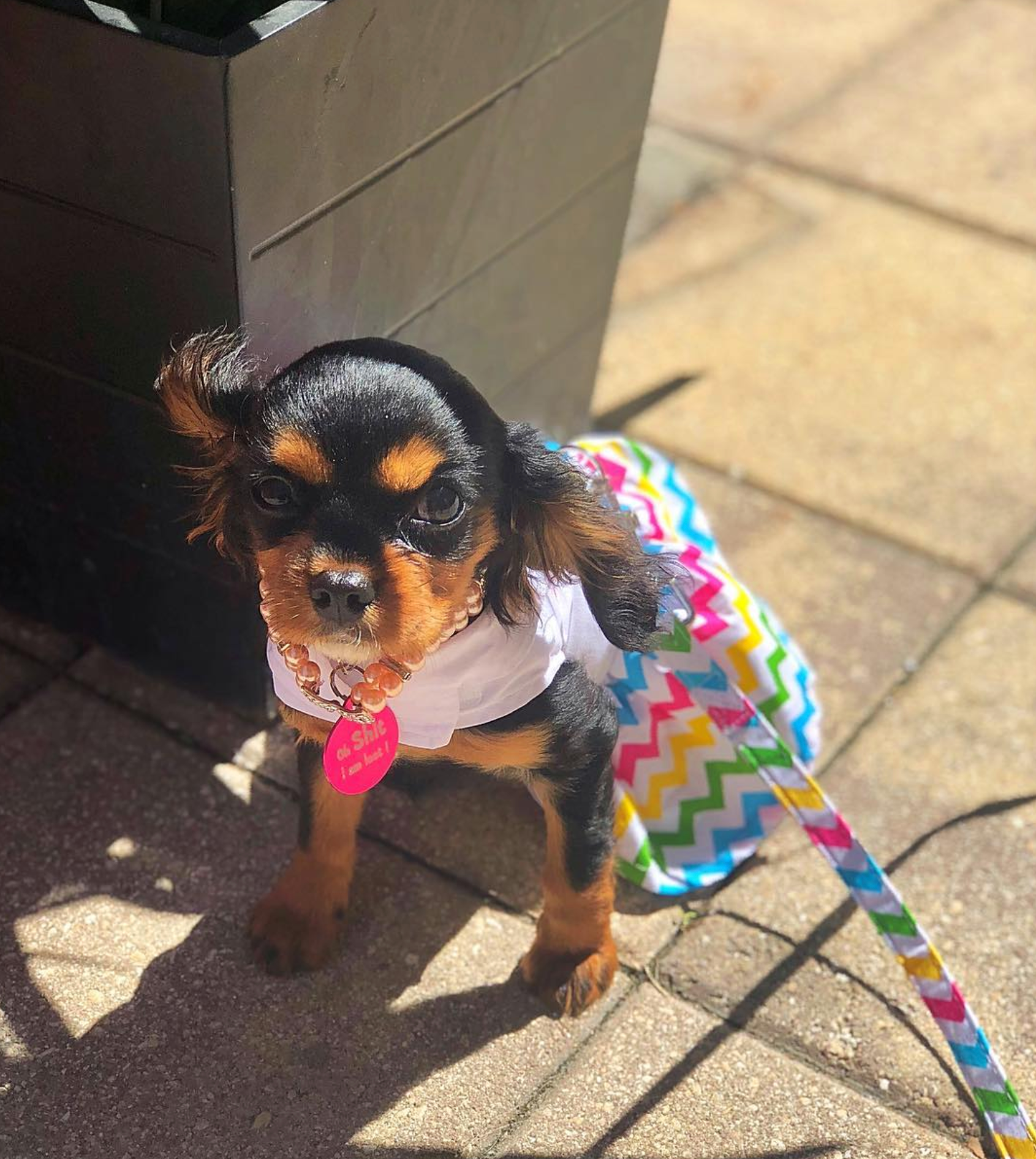 ICE-CREAM-CART-DOG-DRESS