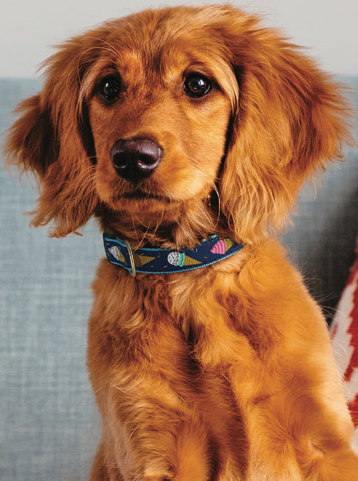 ICE-CREAM-DOG-COLLAR-LEASH-HARNESS