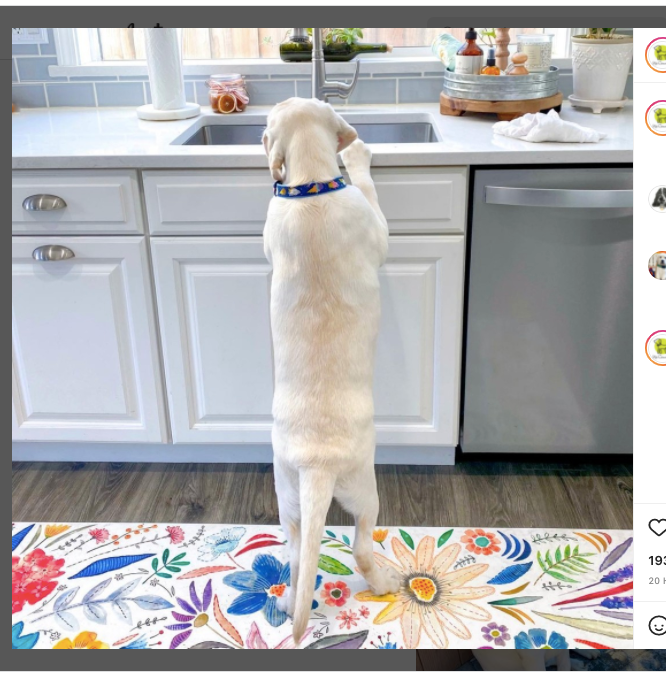 ICE-CREAM-DOG-COLLAR