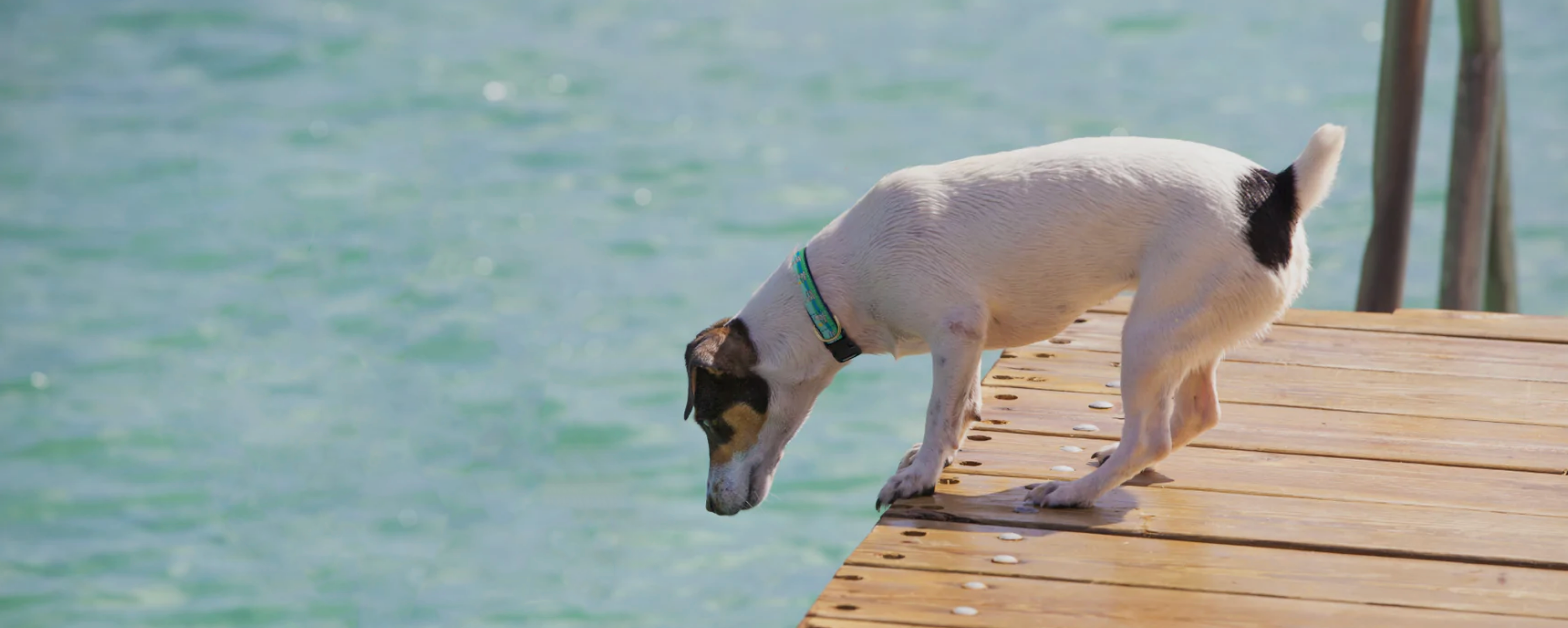 LAKE-TIME-DOG-COLLAR