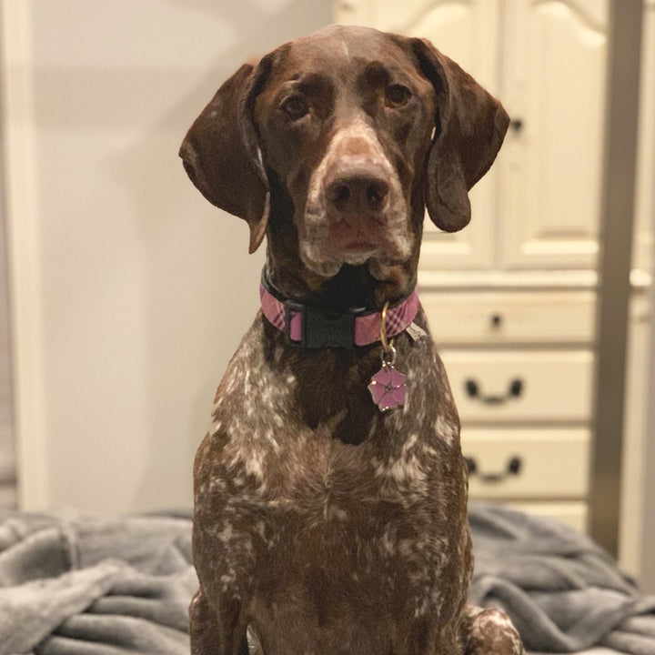 LAVENDER-LATTICE-DOG-COLLAR-LEASH-HARNESS