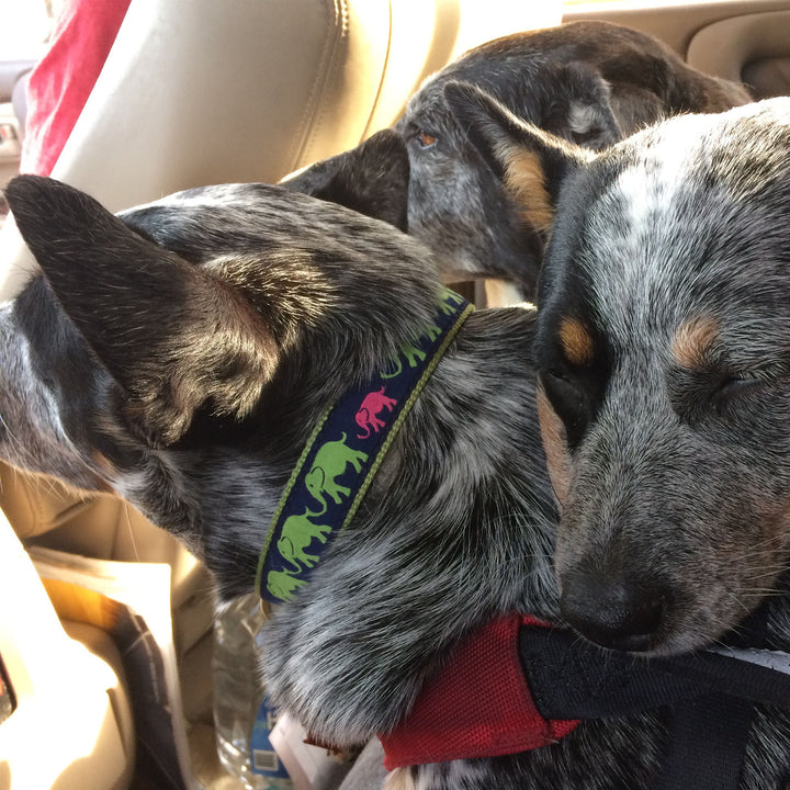 LEADER-OF-THE-PACH-DOG-COLLAR-LEASH-HARNESS