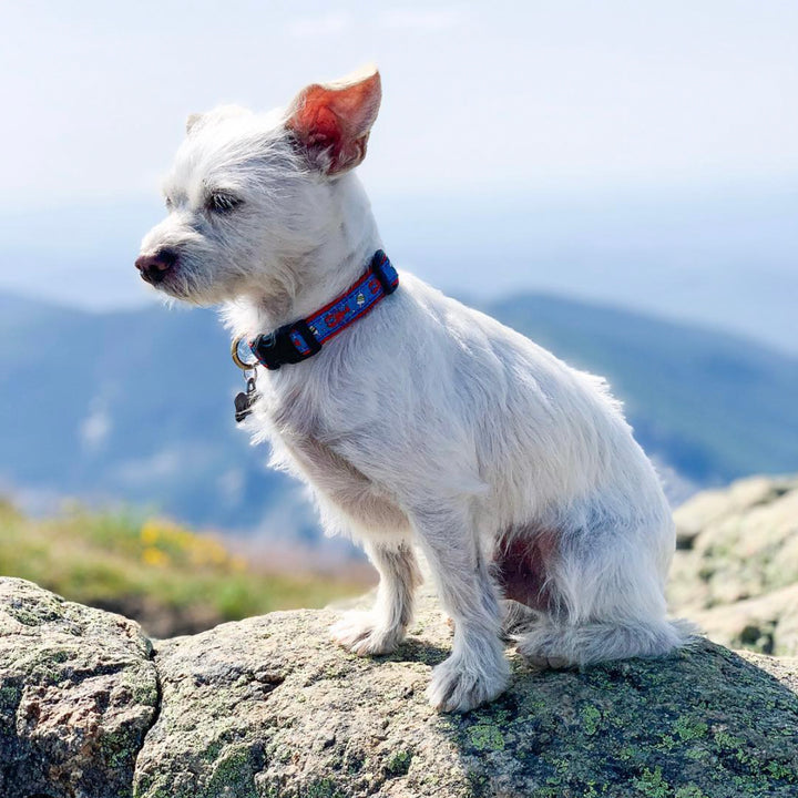 LOBSTER-BUOY-DOG-COLLAR-LEASH-HARNESS