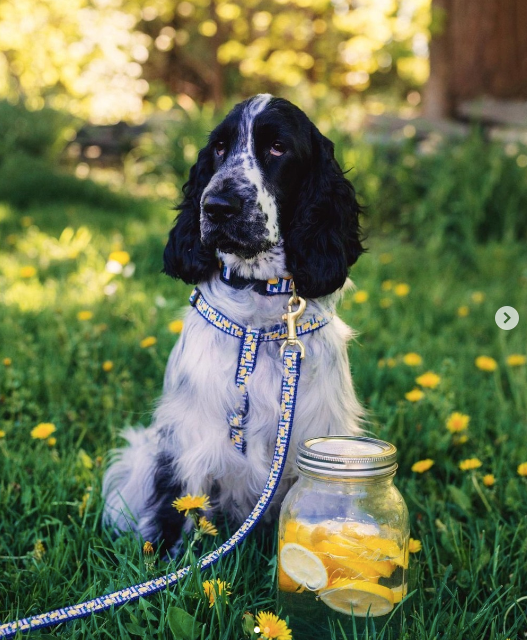 make-lemonade-dog-leash