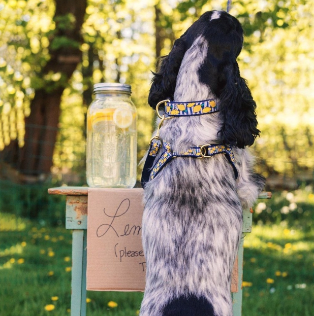 MAKE-LEMONADE-DOG-COLLAR
