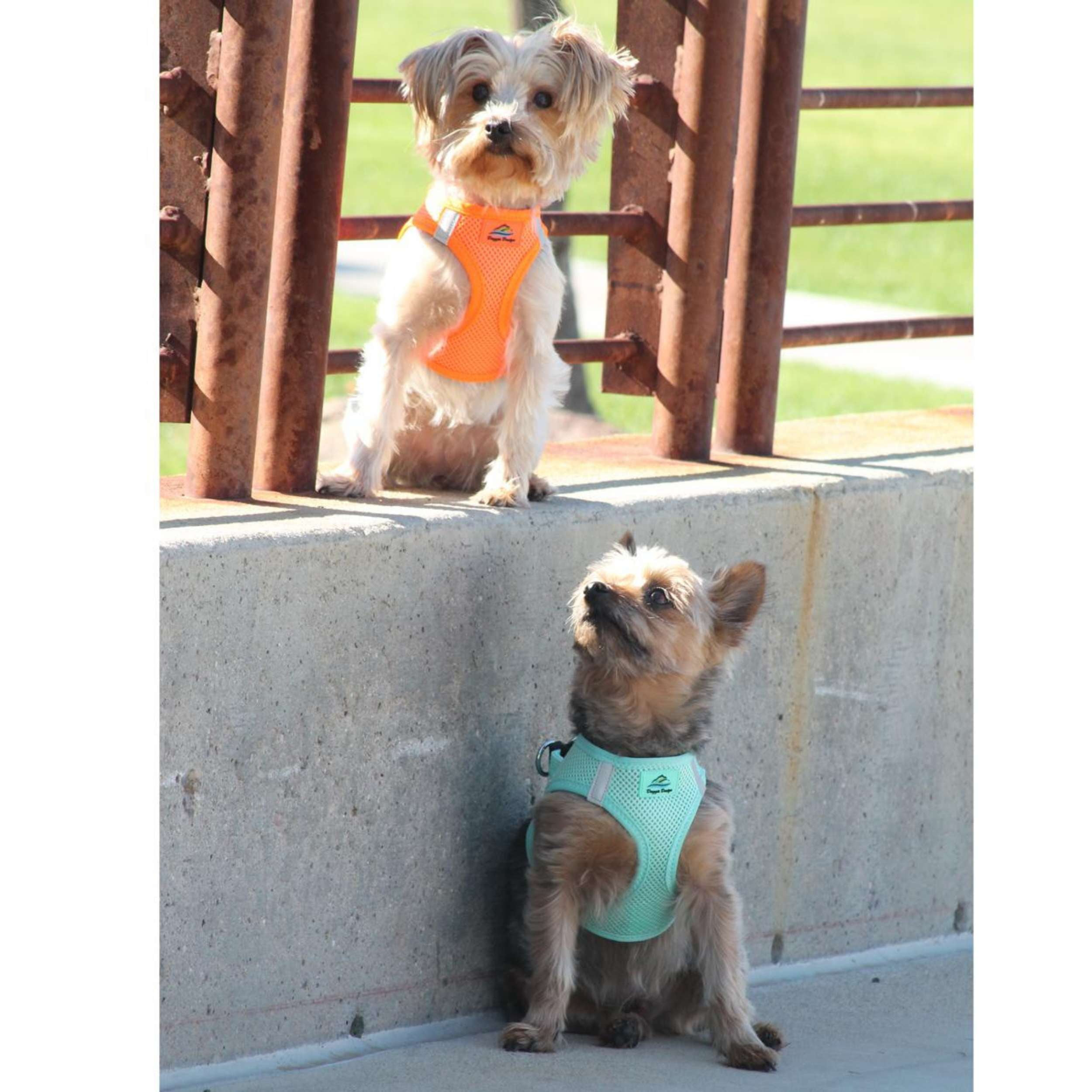 MINT-AQUA-CHOKE-FREE-MESH-DOG-HARNESS