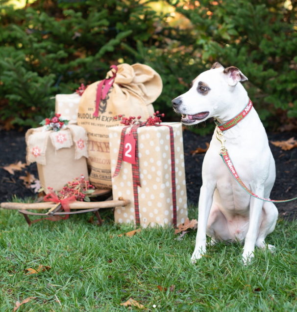 NAUGHTY-NICE-CHRISTMAS-DOG-COLLAR-LEASH