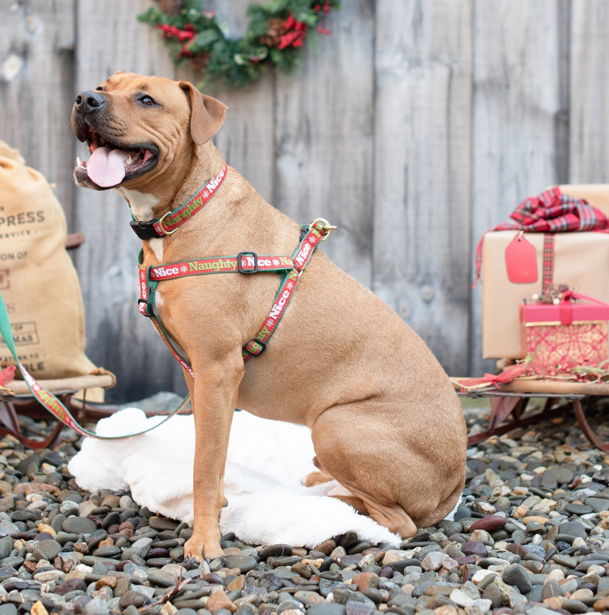 NAUGHTY-NICE-DOG-HARNESS-COLLAR