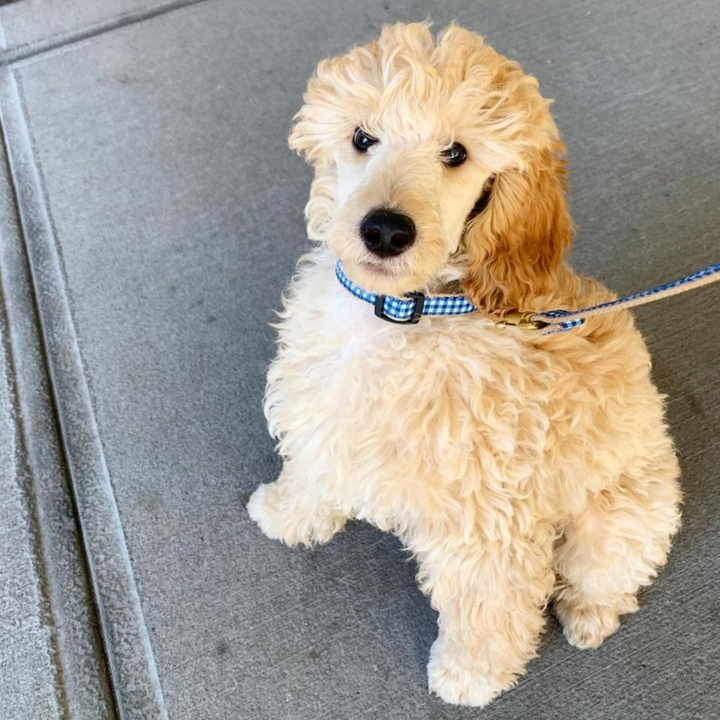 navy-gingham-dog-leash