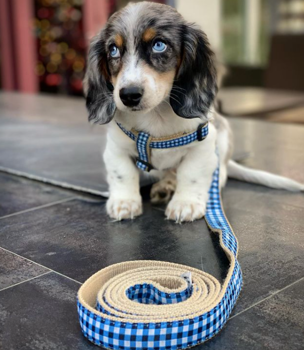 navy-gingham-dog-leash