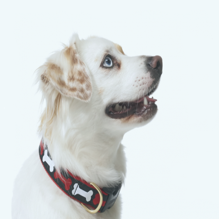 NO-BONES-ABOUT-IT-DOG-COLLAR-LEASH-HARNESS
