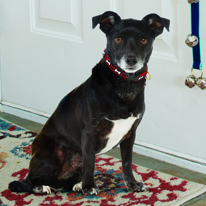 NO-BONES-ABOUT-IT-DOG-COLLAR-LEASH-HARNESS