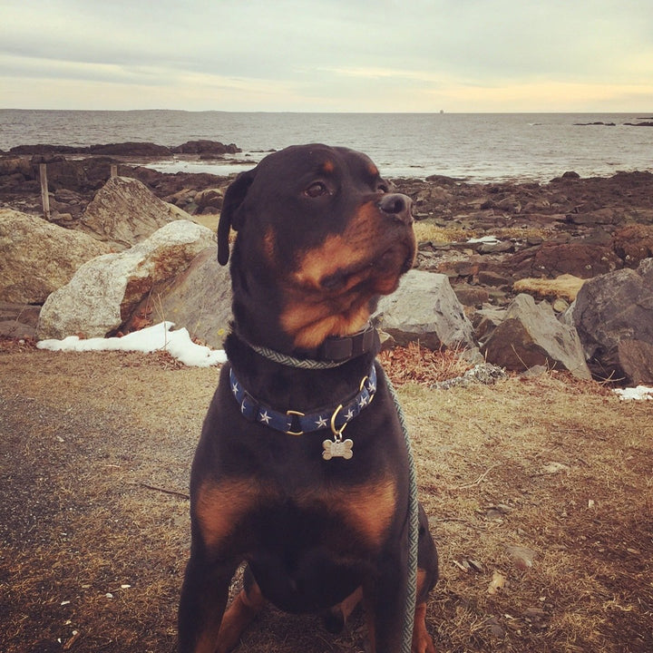 NORTH-STAR-DOG-COLLAR-LEASH-HARNESS
