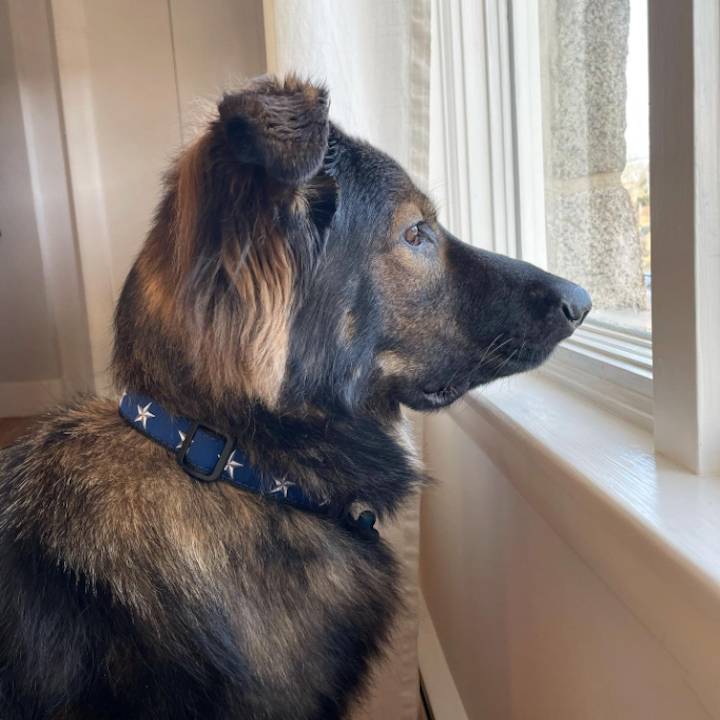 NORTH-STAR-DOG-COLLAR-LEASH-HARNESS