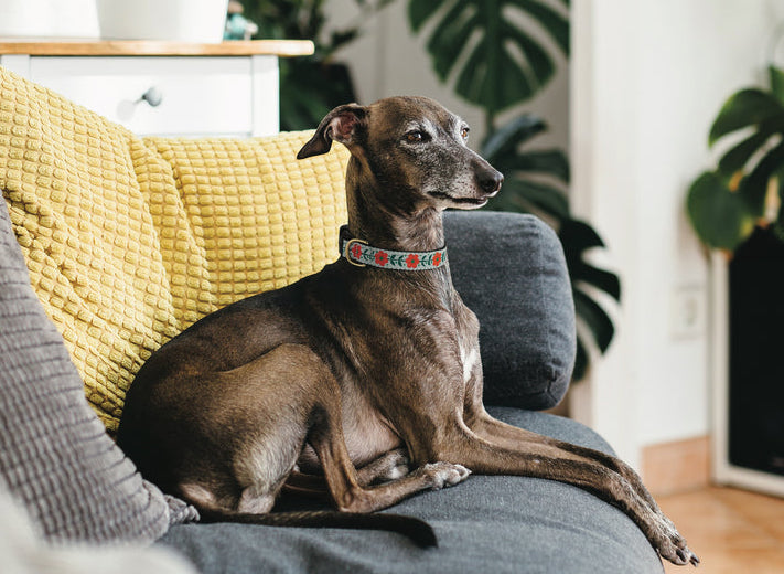 ORANGE-YOU-PRETTY-DOG-COLLAR-LEASH-HARNESS