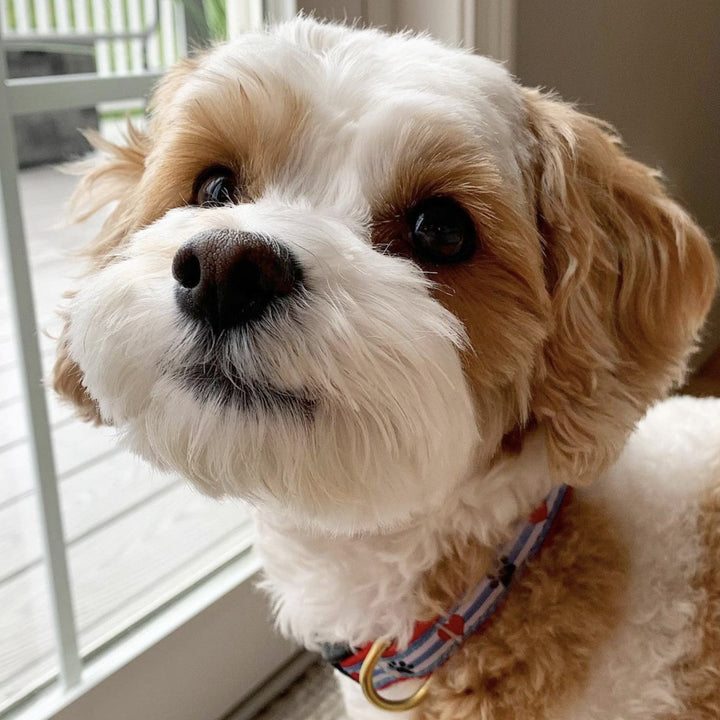 PAWPRINT-STRIPE-DOG-COLLAR-LEASH-HARNESS