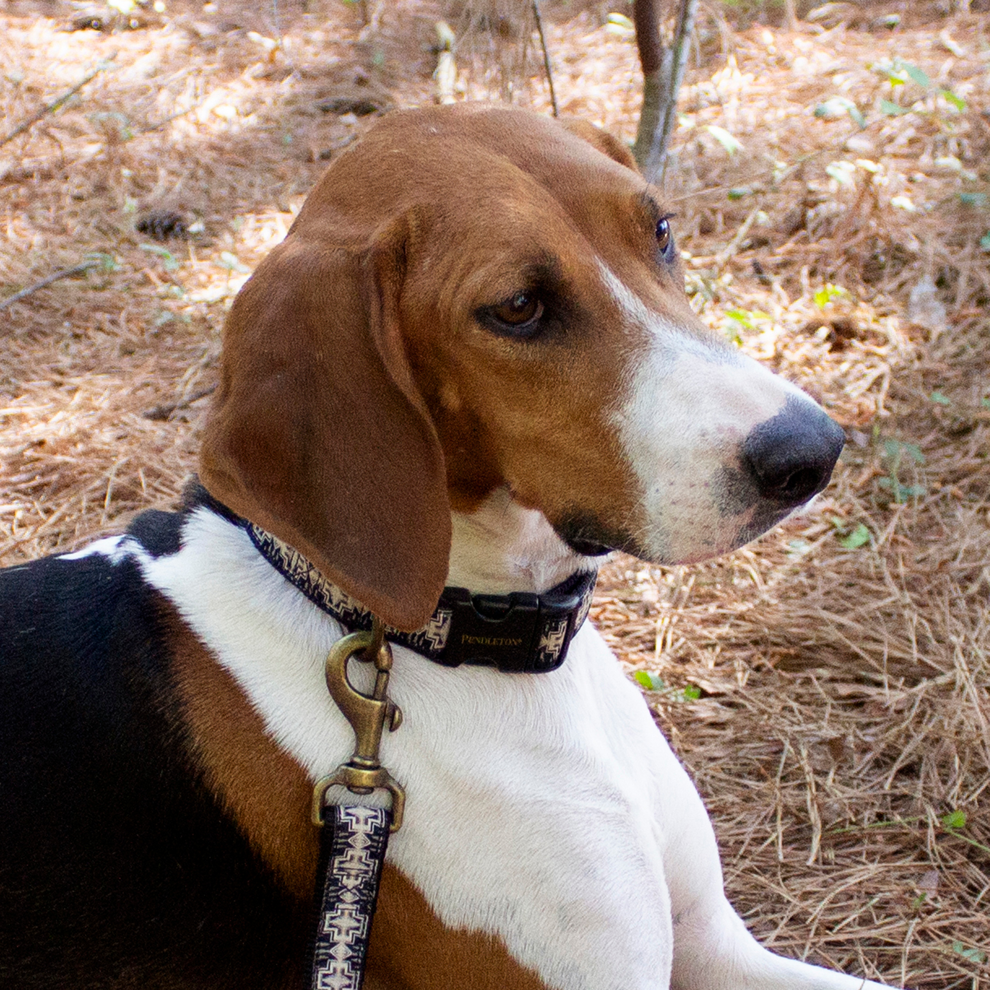 PENDLETON-DOG-COLLAR-LEASH-HARDING-BROWN