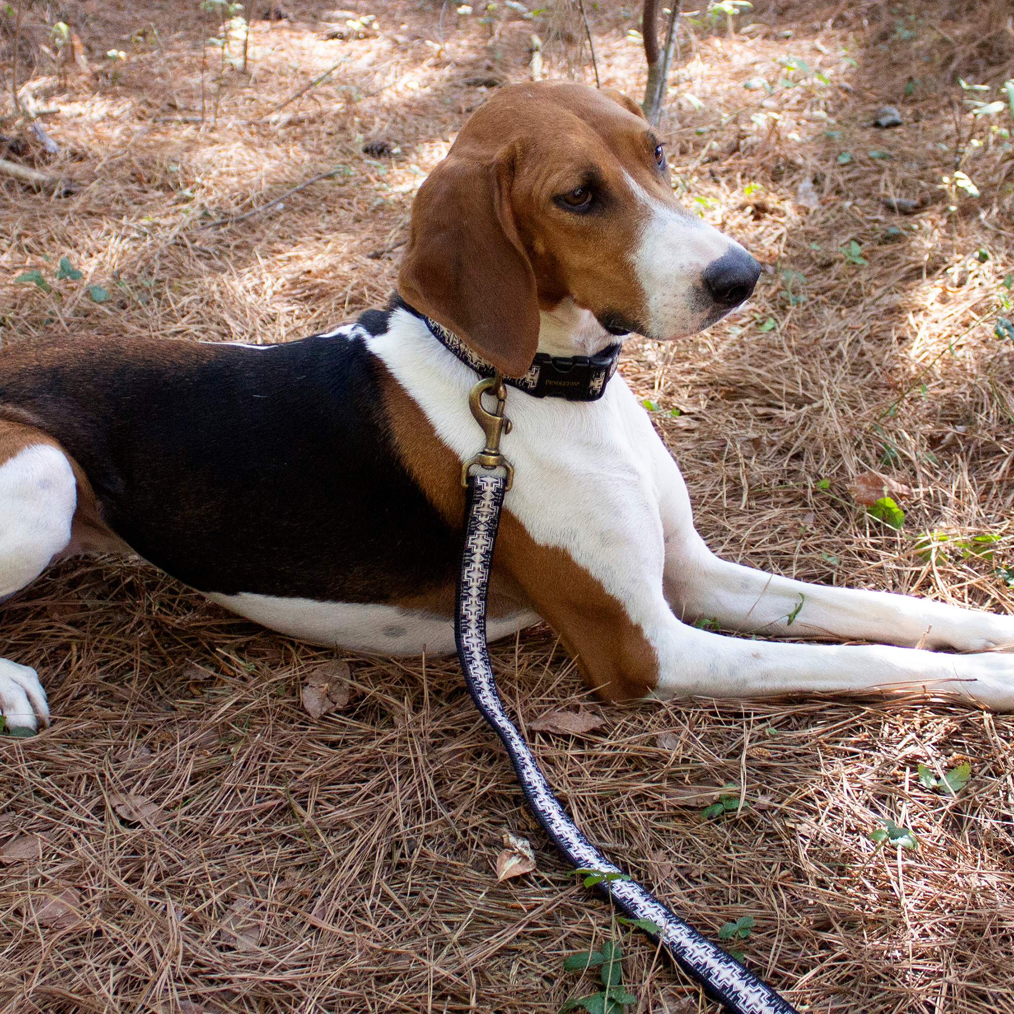 PENDLETON-DOG-COLLAR-LEASH-HARDING-BROWN