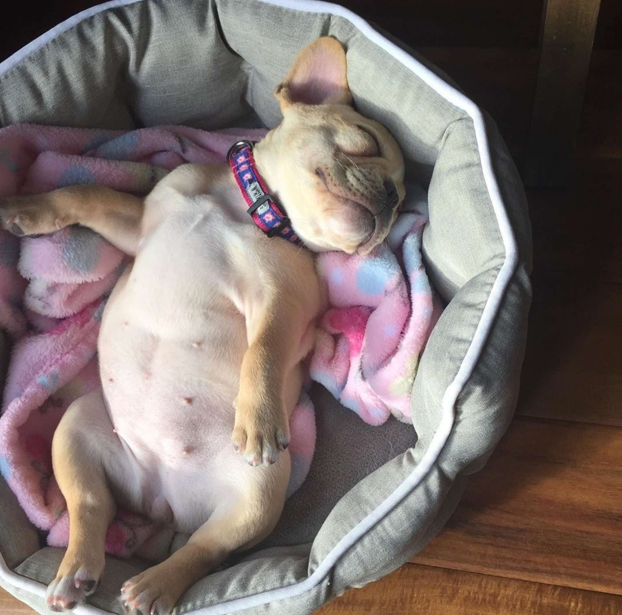 PIGLET-DOG-COLLAR