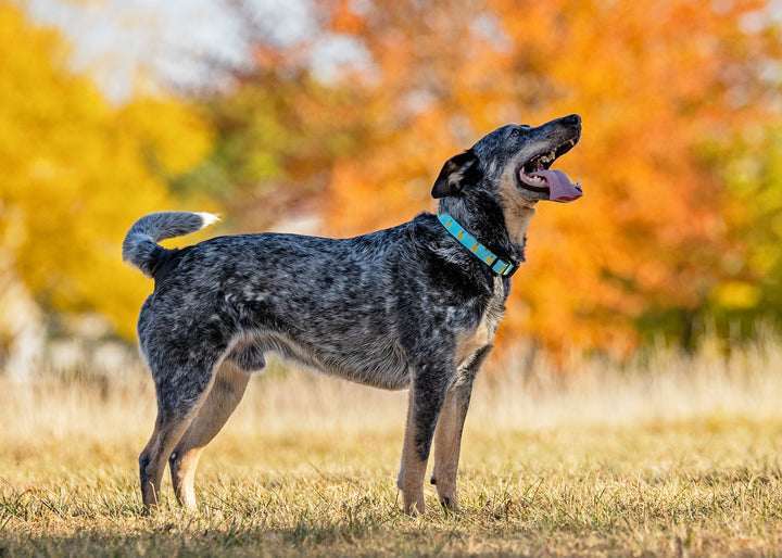 PINEAPPLE-DOG-COLLAR-LEASH-HARNESS