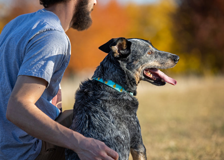 PINEAPPLE-DOG-COLLAR-LEASH-HARNESS