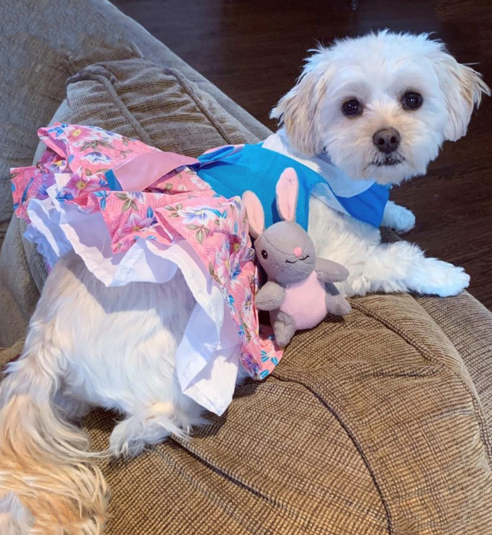 PINK-BLUE-PLUMERIA-DOG-DRESS