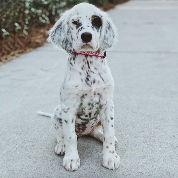 PINK-CRUSH-DOG-COLLAR-LEASH-HARNESS