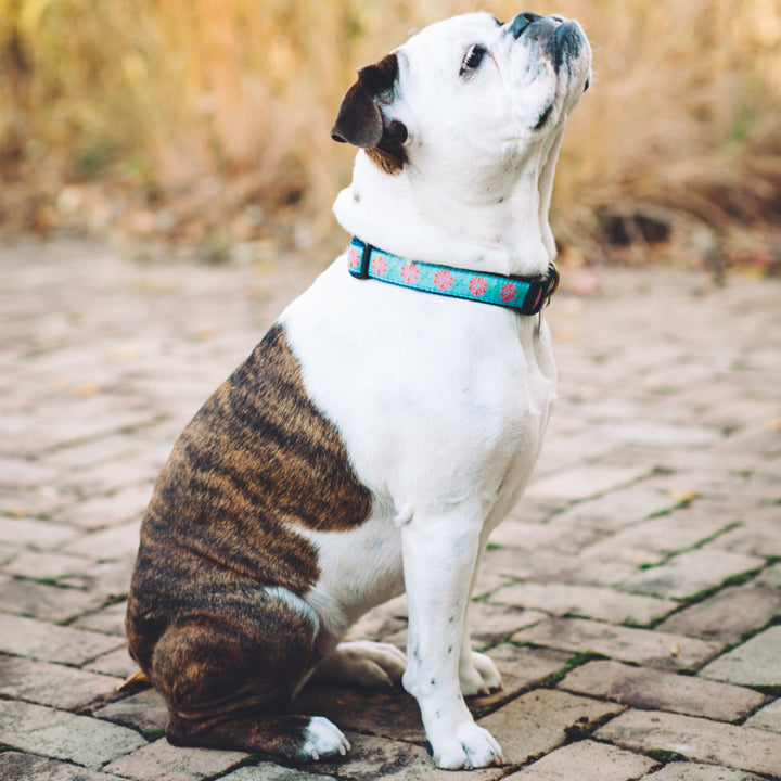 PINK-DAHLIA-DOG-COLLAR-LEASH-HARNESS