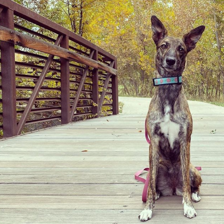 PINK-DAHLIA-DOG-COLLAR-LEASH-HARNESS