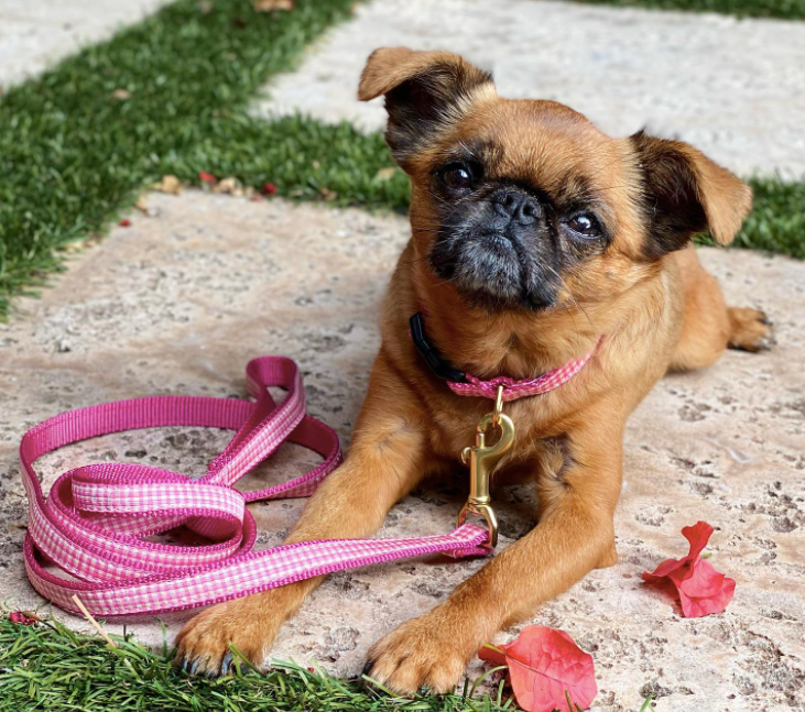 PINK-GINGHAM-COLLAR-LEASH