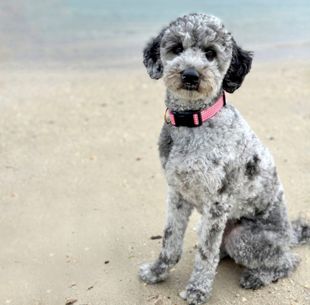 PINK-GINGHAM-DOG-COLLAR