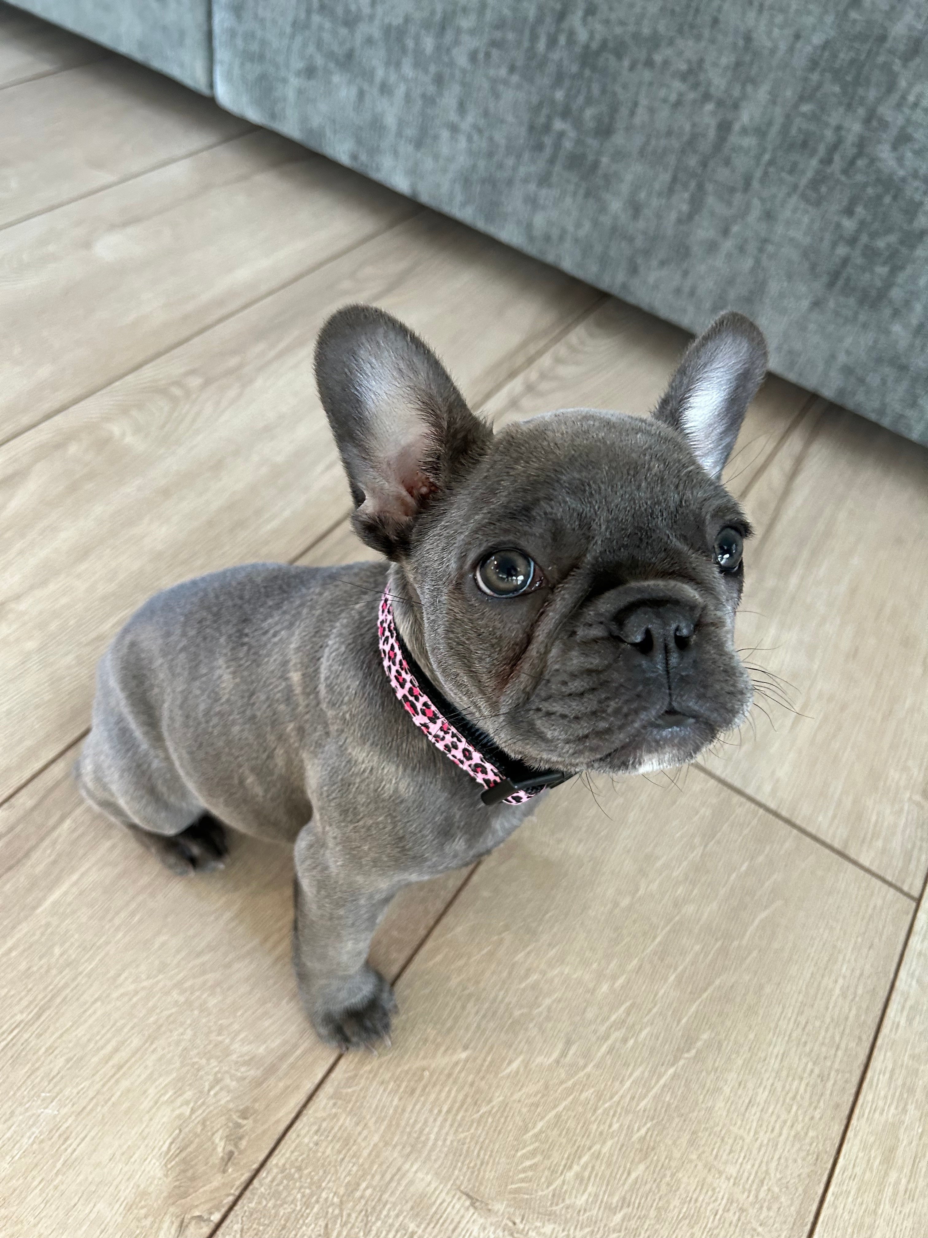 PINK-LEOPARD-DOG-COLLAR-CUSTOMER-SENT1