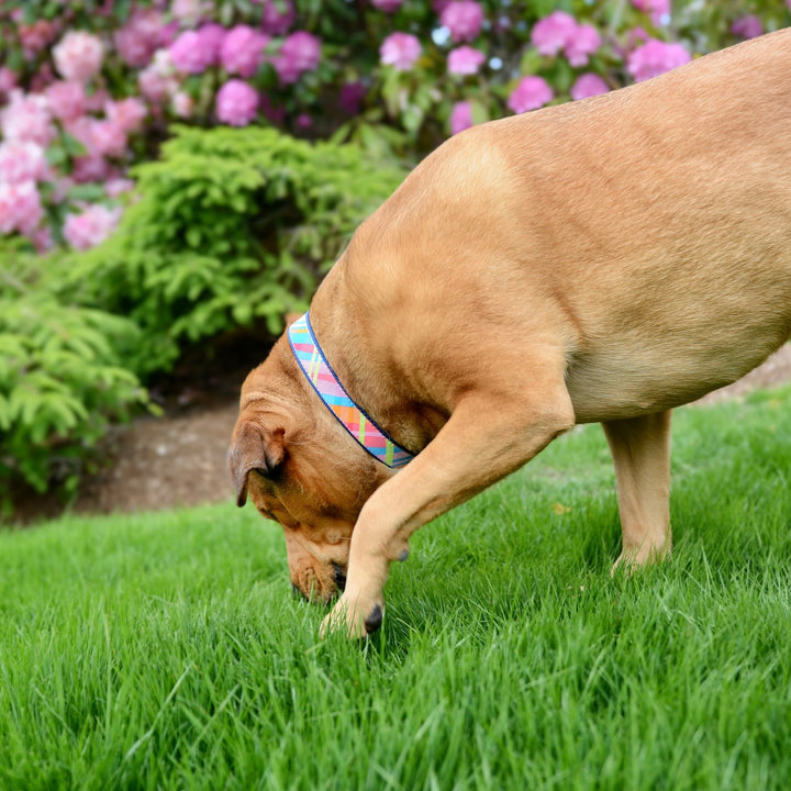 PINK-MADRAS-DOG-COLLAR-LEASH-HARNESS