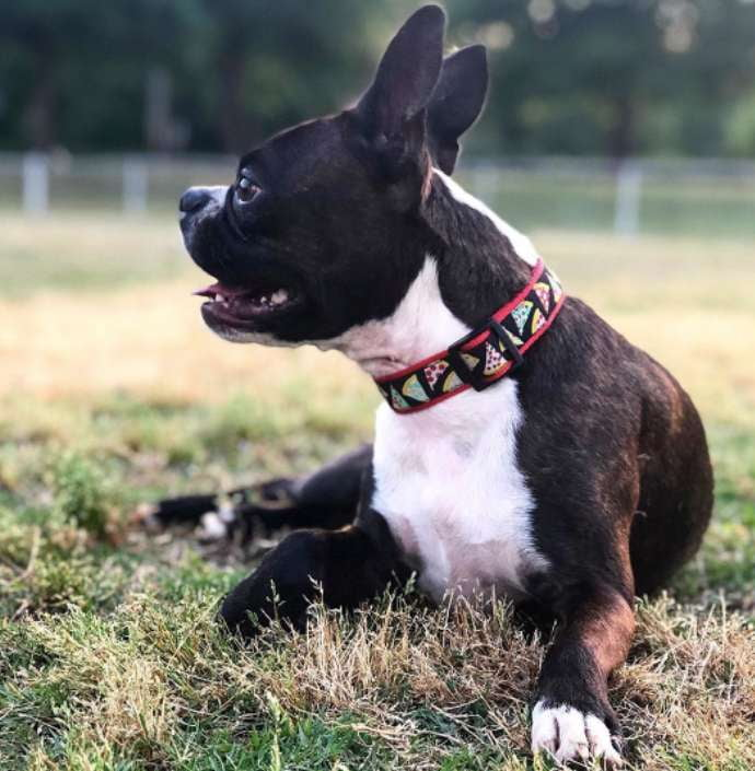 PIZZA-DOG-COLLAR
