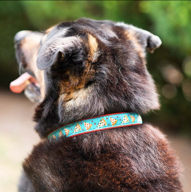 PIZZA-LOVER-DOG-COLLAR