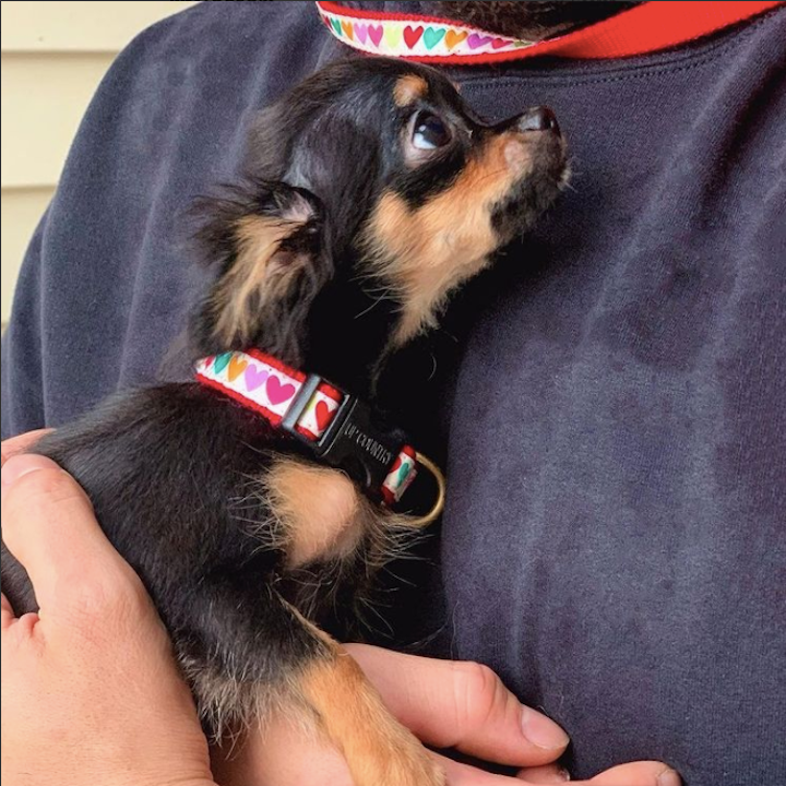 POP-HEARTS-DOG-COLLAR-LEASH-HARNESS